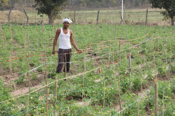 Vegetable Cultivation with Drip Irrigation Technology